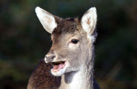 Young Fallow Deer ( Dama dama)