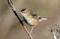 Zitting Cisticola or Streaked Fantail Warbler (Cisticola juncidis) 1