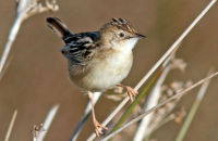 Zitting Cisticola or Streaked Fantail Warbler (Cisticola juncidis) 2