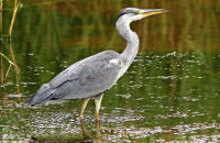 Grey Heron (Ardea cinerea) 1