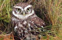 (i) Little Owl (Athene noctua)