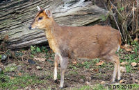 Muntjac on alert (Muntiacus reevesi) 4