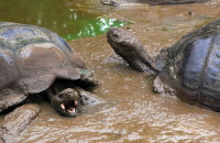 Galapagos Giant Tortoises (Geochelone spp.) (4)