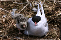 Arctic Tern with nestling on Inner Farne (Sterna paradisaea)