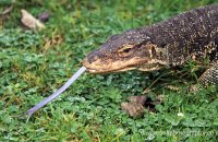 Asian Water Monitor (Varanus salvator) 2