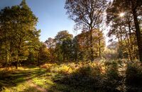 Autumn colours - Wyre Forest (1)
