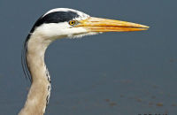 Grey Heron (Ardea cinerea) 2
