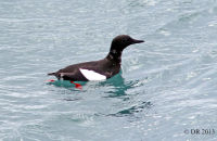 Black guillemot (Cepphus grylle)