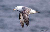Northern Fulmar (Fulmarus glacialis) (1)