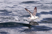 Northern Fulmar (Fulmarus glacialis) (2)
