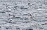 Glaucous Gulls (Larus hyperboreus) and Fulmars (Fulmarus glacialis) (2) -  Success for an immature Glaucous Gull