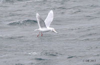 Adult Glaucous Gull (Larus hyperboreus) with Herring