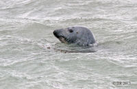 Grey seal ( Halichoerus grypus)
