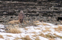 Gyrfalcon ( Falco rusticolus)