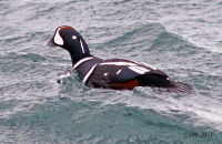 Harlequin Duck (Histrionicus histrionicus) (1) Male
