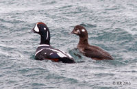 Harlequin Duck pair (Histrionicus histrionicus) (2)