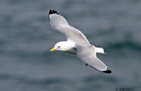 Black-legged Kittiwake (Rissa tridactyla) (1)