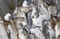 Black-legged Kittiwakes (Rissa tridactyla) (3) - Nesting on the cliffs at Arnarstapi, Snæfellsnes Peninsula.