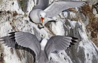 Black-legged Kittiwakes (Rissa tridactyla) (4) - Fighting over nest sites