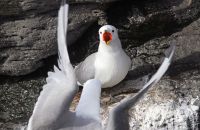 Black-legged Kittiwakes (Rissa tridactyla) (5)