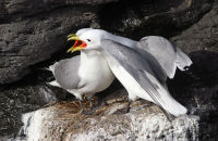 Black-legged Kittiwakes (Rissa tridactyla)  (6)