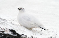 Rock Ptarmigan ( Lagopus muta) (1) Female
