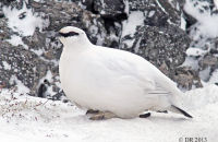 Rock Ptarmigan (Lagopus muta) (2) Female