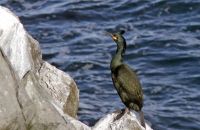 European Shag (Phalacrocorax aristotelis)