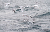 Glaucous Gulls (Larus hyperboreus) and Fulmars (Fulmarus glacialis) (1) - After Herring in Grundarfjörður, Snæfellsnes Peninsula.