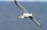 Black-legged Kittiwake (Rissa tridactyla) (2) Juvenile