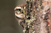 (ii) Little Owl (Athene noctua)