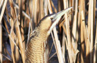 Bittern (Botaurus stellaris) 2