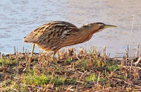 Bittern (Botaurus stellaris) 3. Walking between reed beds
