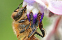 European Honey Bee (Apis mellifera) 4
