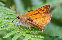 Large Skipper (Ochlodes sylvanus) 2