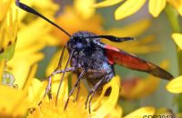 Six Spot Burnet Moth (Zygaena filipendulae)
