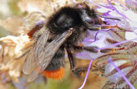Red-tailed Bumblebee (Bombus lapidarius)