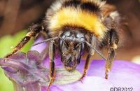 Garden Bumblebee (Bombus hortorum)