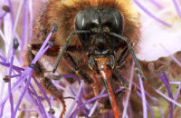 Common Carder Bee (Bombus pascuorum) 2