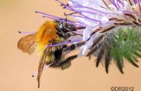 Common Carder Bee (Bombus pascuorum) 1