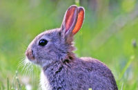 Young Rabbit ( Oryctolagus cuniculus)