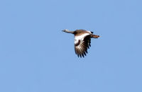 Great Bustard flying (Otis tarda)