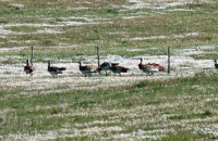A few long range shots; these are 10 of a flock of 40+ Great Bustards (Otis tarda)