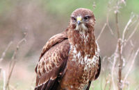 Common Buzzard ( Buteo buteo) 2