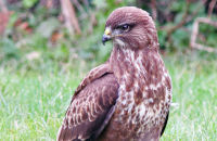 Common Buzzard hunting for worms ( Buteo buteo) 1