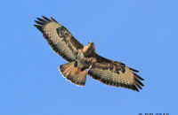 Common Buzzard circling over the Wyre Forest ( Buteo buteo) 3