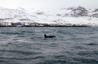 Orcas (Orcinus orca) - Views from our whale-watching boat trip, Grundarfjörður, Snæfellsnes Peninsula (1)