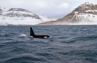 Orcas (Orcinus orca) (2)