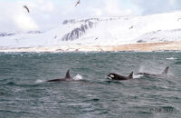 Orcas (Orcinus orca) (3)