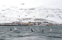 Orcas (Orcinus orca) (4)